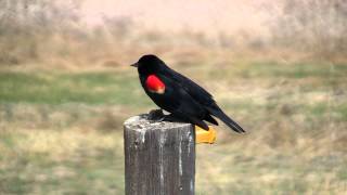 Redwinged Blackbird mating call 05052009 [upl. by Gnouhk]