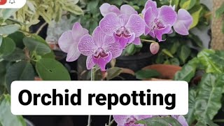 Repotting Orchids Tips for Healthy and Blooming Plants Phalaenopsis orchid [upl. by Antony95]