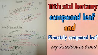 pinnately compound leaf11th botany explanation in tamil [upl. by Bronwyn496]