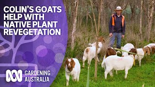 These cute goats help native plant revegetation  Australian native plants  Gardening Australia [upl. by Ahsauqram]