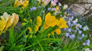 Beautiful Freesia Flowers 💐 [upl. by Nitnilc]