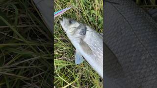 Rapala Precision Extreme Mavrik 110 brancin spigola seabass rapalamaverik110 [upl. by Johnath811]