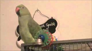 Indian Ringneck Parrot 1 yr talking [upl. by Reisch]