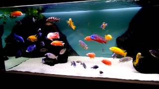 Malawi cichlids 200 gallon aquarium [upl. by Pylle]