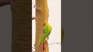 Bird life birds birdslover nature intresting wildlife chicks birdlife youtube shorts [upl. by Arhat976]