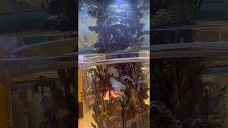 Scheels Fish Tank [upl. by Babette]