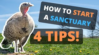 Launching Your Own Animal Sanctuary 4 Essential Tips for Success 🐥️😃🐷️ Vegan Animal Rights [upl. by Tirrag910]