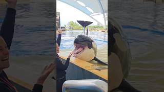 Dolphin fish fishing video viral dolphin fish trending trendingshorts foryoupage [upl. by Alita971]