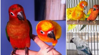 all mutations of the Sun conure [upl. by Anailuy]