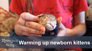 ✔️ Keeping warm  Newborn kitten survival guide part 3 [upl. by Mariam]