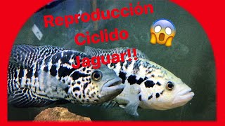 🦑 Parachromis managuensis 🦑 CICLIDO JAGUAR ficha de cuidados mantenimiento  BichosYmonstruitos [upl. by Lydie]