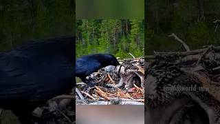 crow attack the eagle baby 😱😱crow vs eagle 🦅bird slowed birdking crowlovers elephantbird 😱😱😱🥺 [upl. by Horvitz595]