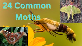 24 Types Of Common Moths  How many can you identify [upl. by Analos]