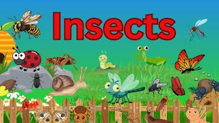 Insects names in english  Insects  Insects for kids  vocabulary [upl. by Solram]