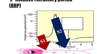 The Action Potential [upl. by Eissoj]