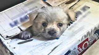 The rescued stray puppy was clearly upset It turned out it was begging me to find its sister [upl. by Ladonna622]