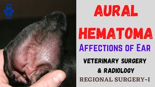 Aural Hematoma in DogsAffections of EarVSR [upl. by Etterual356]