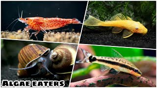 Algae eaters for Aquarium  Algae cleaning in fish tank [upl. by Bromley353]