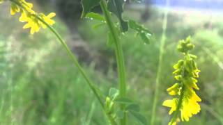 Yellow Sweet Clover Melilotus Officinalis  20120611 [upl. by Noffets]