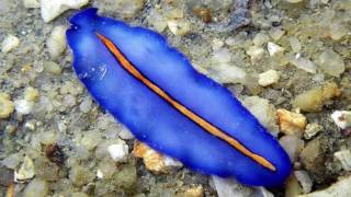 Platyhelminthes Phylum [upl. by Ardrey383]