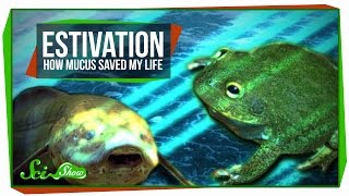 Estivation How Mucus Saved My Life [upl. by Pheni180]