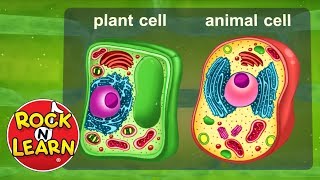 Life Science for Kids  Photosynthesis Cells Food Chains amp More [upl. by Hepsibah]