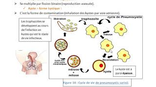 les champignons supérieurs les Ascomycota Partie 3 pneumocystis carinii [upl. by Ahsienot9]