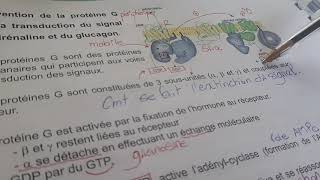 Voie AMPc  transduction du signal recepteur couplé a la proteine G [upl. by Akimrehs]