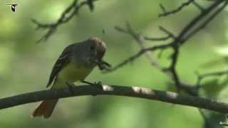 Great Crested Flycatcher with dragonfly [upl. by Ulani687]