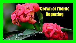 How To Repot Crown of Thorns Plant [upl. by Lala437]