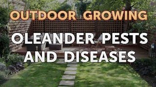 Oleander Pests and Diseases [upl. by Mastat]