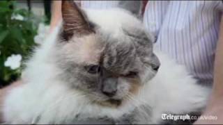 Weird cat with two faces breaks Guinness world record [upl. by Wincer]