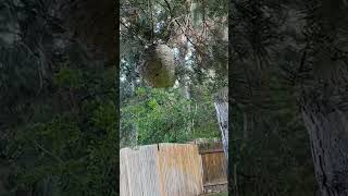 Safe BaldFaced Hornet Nest Removal in Boise  Barrier Pest Control hornetnest [upl. by Namilus]