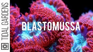 A secret crush on Blastomussa Pineapple Corals [upl. by Kazim]