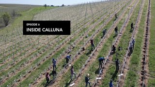 Planting new vineyard blocks  Inside Calluna [upl. by Tsui]