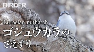 BIRDER「ゴジュウカラ（Eurasian nuthatch）のさえずり」（久野公啓） [upl. by Peggy347]