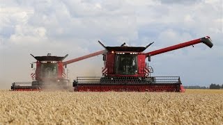 Case IH AxialFlow 8230 amp 7130 working together  Wheat harvest 2014  Holland [upl. by Lucilia]