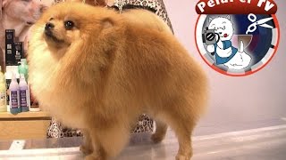 Cómo cortar el pelo a un perro PELUQUERÍA CANINA corte con tijera caniche viejita Paqui Ortega [upl. by Auot]