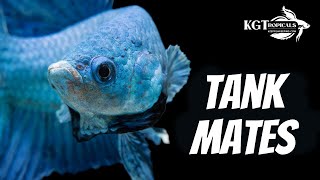 Top 10 Tank Mates For Bettas [upl. by Napas]