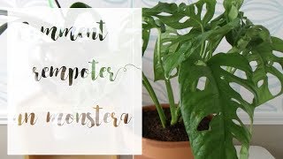 Comment rempoter un monstera  Tuto jardinage  Jungle urbaine [upl. by Fredenburg837]