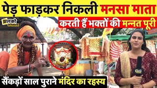 सैंकड़ों साल पुराने मंदिर का रहस्य जहाँ कैर का पेड़ फाड़कर प्रकटी थी मनसा माता  Alwar News [upl. by Oicangi]