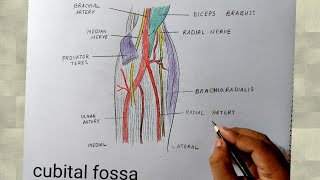 cubital fossa diagram drawing I human anatomy diagram [upl. by Farron]