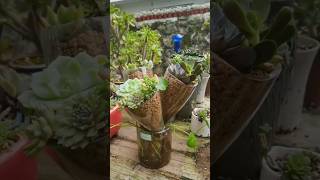 Empty Bottle into plants pot planter decoration diy [upl. by Yedrahs471]