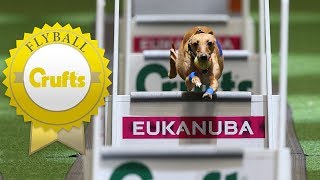 Meet Hustle and Shoots  The Fastest Dogs in Flyball [upl. by Leruj]