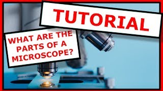 Anatomy of a Microscope with Dr ONeill [upl. by Yrojram583]