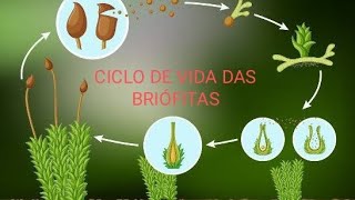 CICLO DE VIDA DAS BRIÓFITAS [upl. by Herta]