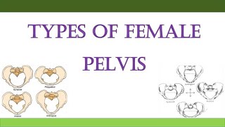 Types of Female Pelvis [upl. by Nyliret]