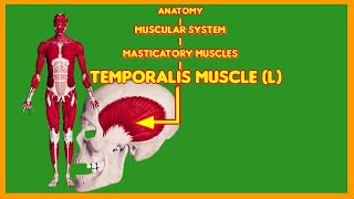 Why Your Temporalis Muscle is MORE IMPORTANT than Your Biceps massetermuscleanatomymasticatory [upl. by Magnus]