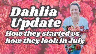 Dahlia Mid Summer Update  What types of dahlias bloom first  Dahlia Seeds Cuttings and Tubers [upl. by Migeon]