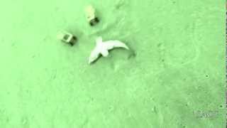 100 FOOT MEGALODON SHARKWASHES ASHORE IN SOUTH AFRICA  COAST GUARD FOOTAGE [upl. by Sacksen382]